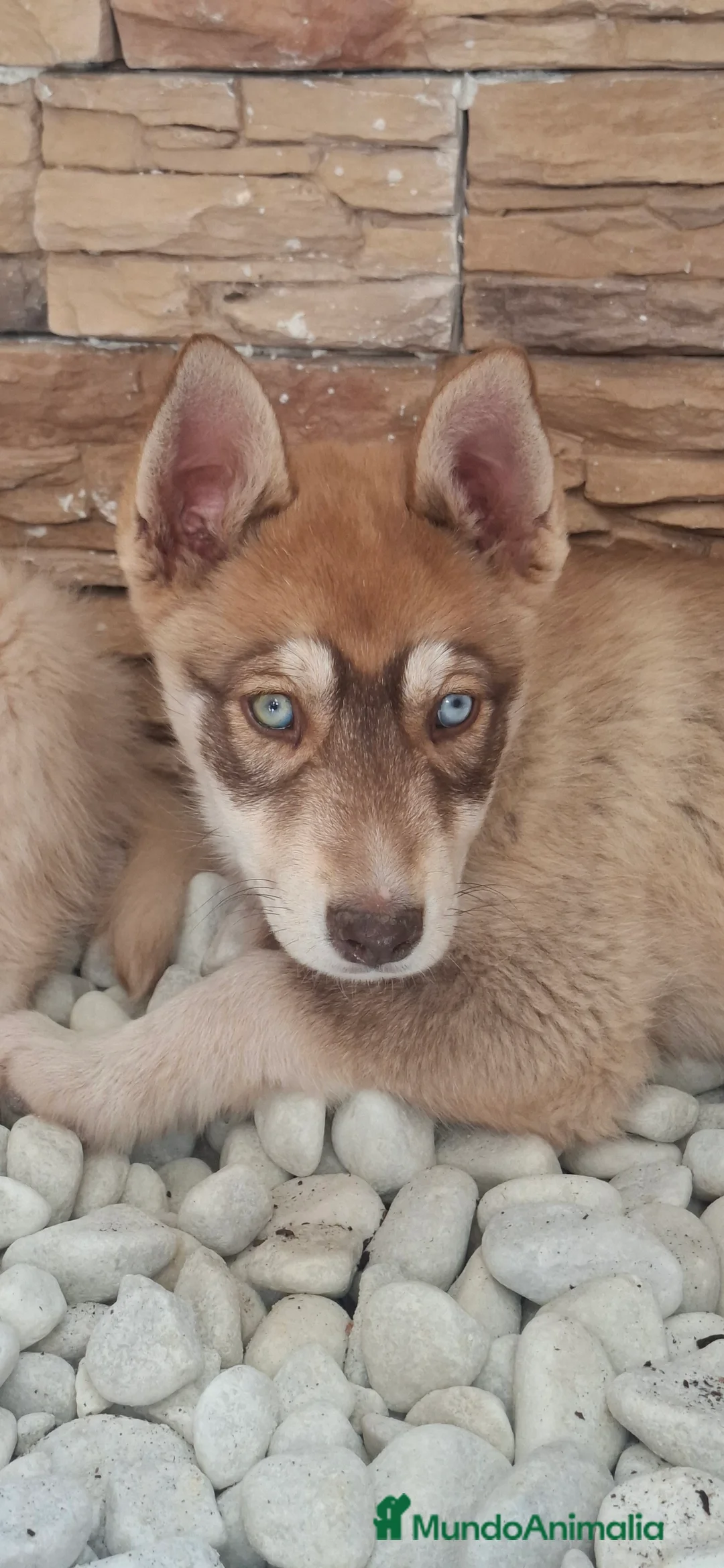 Husky Siberiano perros en venta: Husky siberiano - Anuncio 2