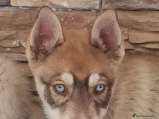 Husky Siberiano perros Husky siberiano - Anuncio 1