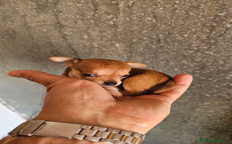 Chihuahua perros - Propaganda 1