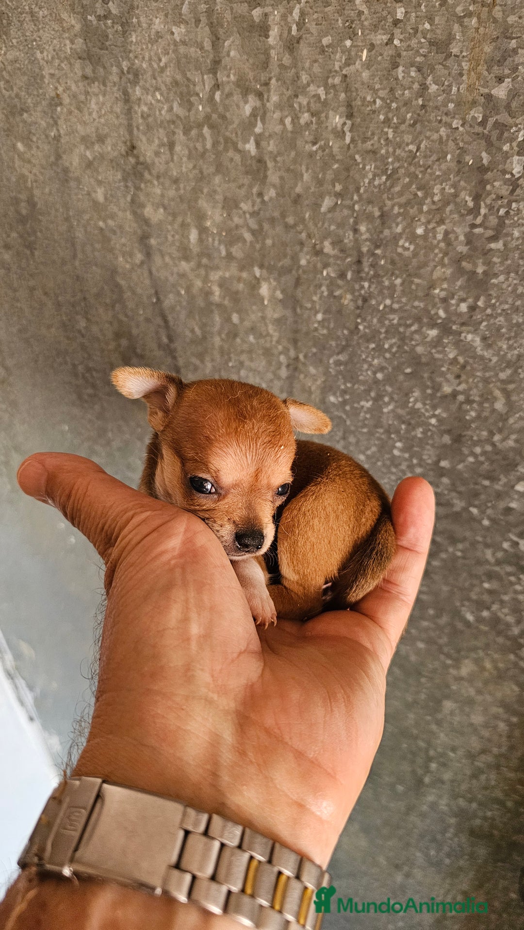 Chihuahua perros en venta: Chihuahuas mini - Imagen 1