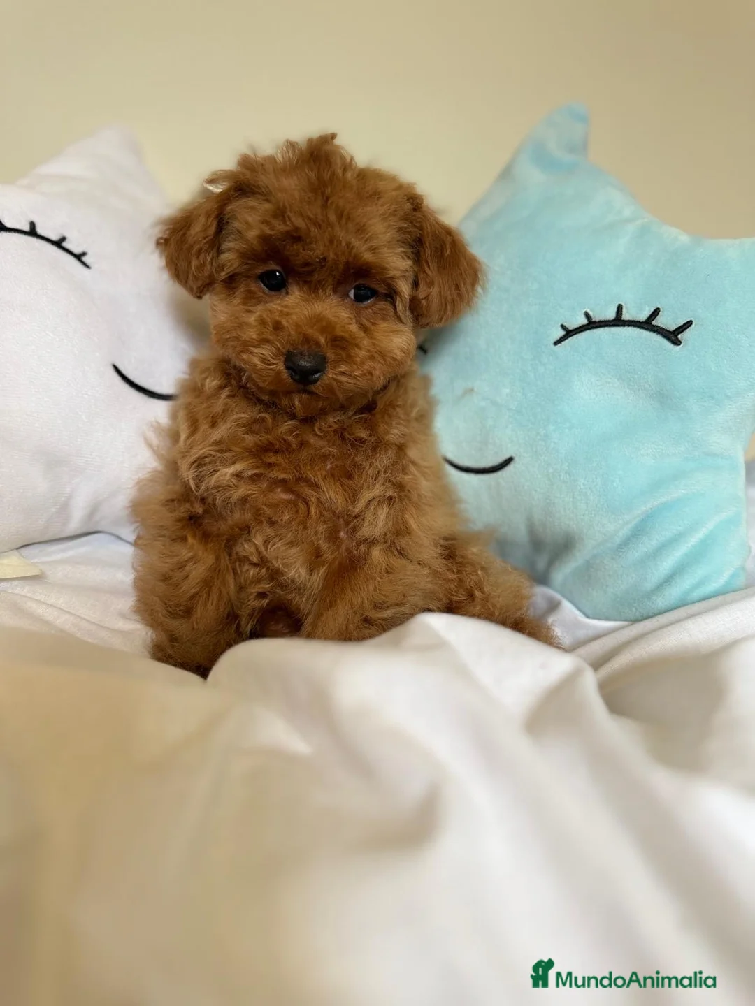 Caniche Toy perros en venta: Caniche toy listo para entregar  - Anuncio 2