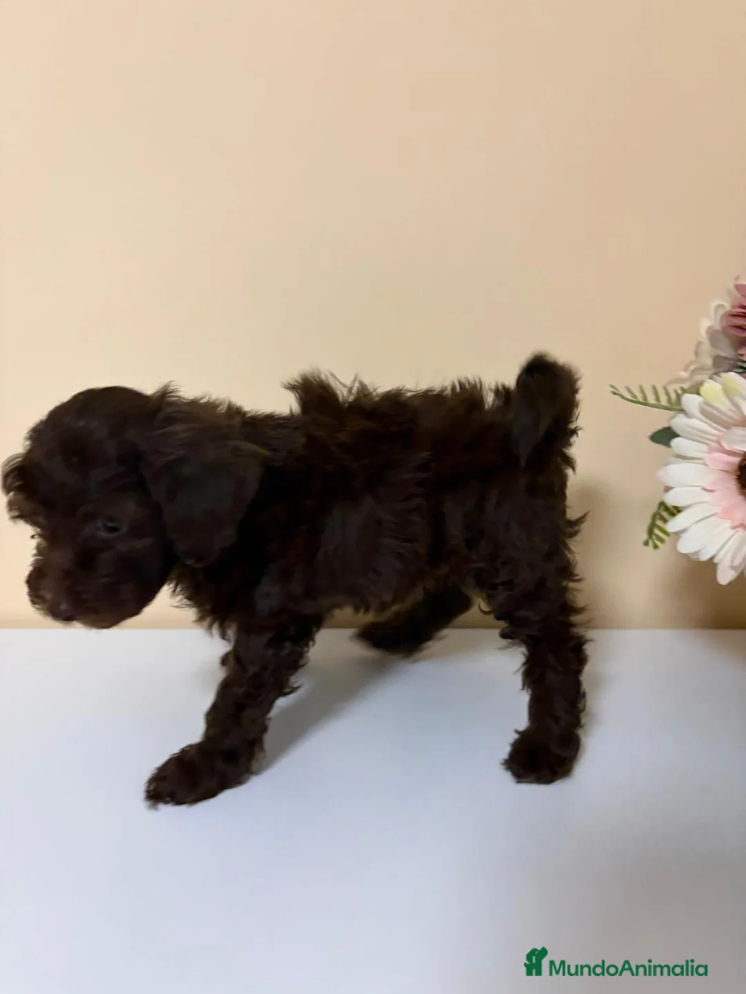 Caniche Toy perros en venta: Caniche toy precio real en Barcelona - Anuncio 2