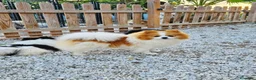 Pomerania perros en venta: Pomeranias calidad excepcional en Málaga - Anuncio 23