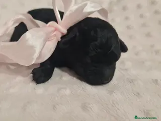 Caniche Toy perros HÉMBRA CANICHE TEACUP ASIÁTICO - Anuncio 30