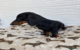 Teckel Miniatura perros en venta: TECKEL MINIATURA  - Imagen 2