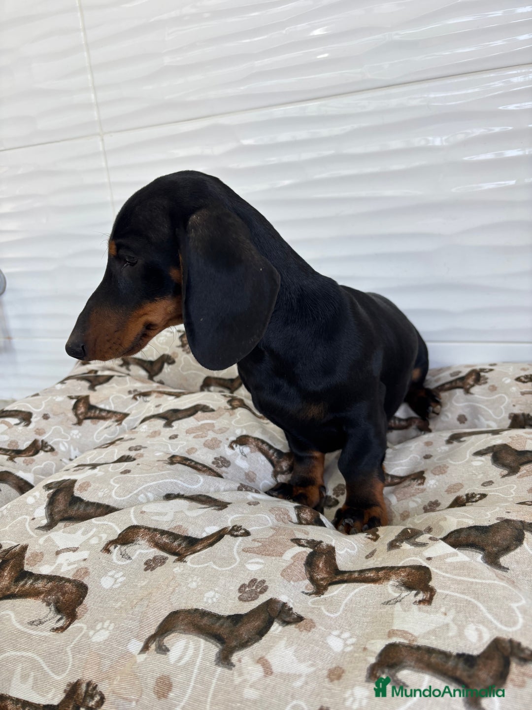 Teckel Miniatura perros en venta: TECKEL MINIATURA  - Imagen 2