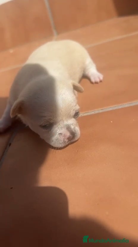 Chihuahua perros Preciosas chihuahuas hembras💖🐾🐾 - Anuncio 1