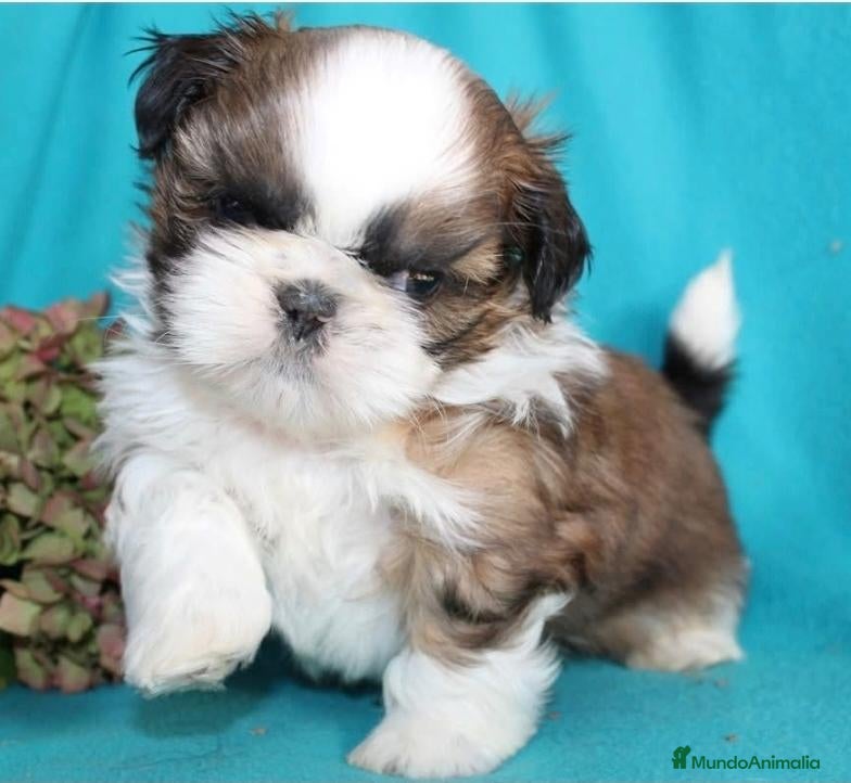 Shih Tzu perros en venta: CRIADERO DE SHIH TZU EN CATALUÑA  - Anuncio 1