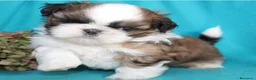 Shih Tzu perros en venta: CRIADERO DE SHIH TZU EN CATALUÑA  - Anuncio 1
