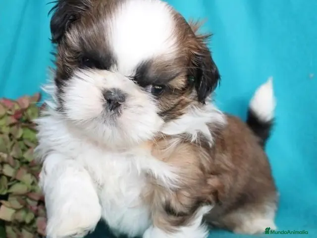Shih Tzu perros en venta: CRIADERO DE SHIH TZU EN CATALUÑA - Anuncio 1