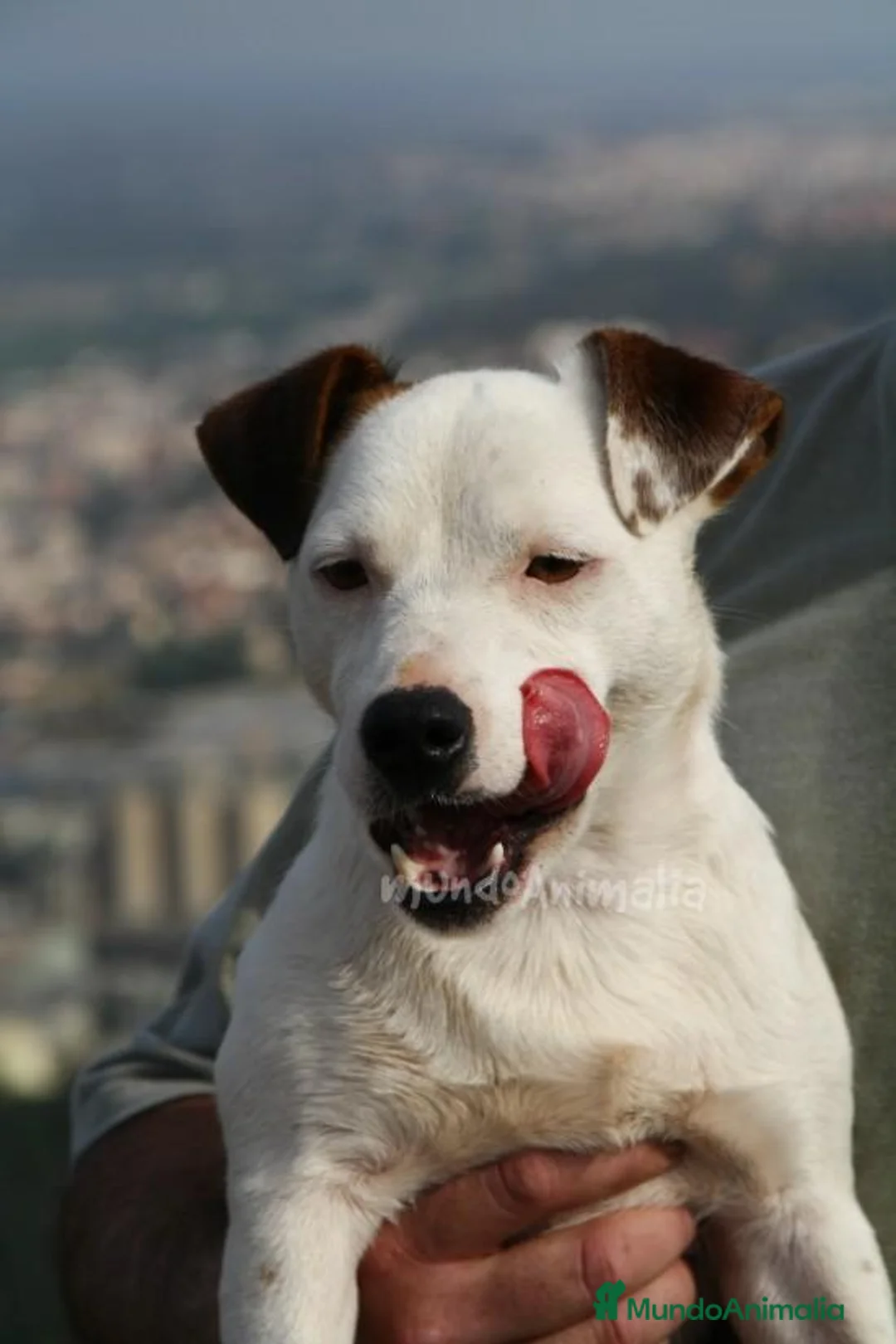 Imagen de galería {{count}}