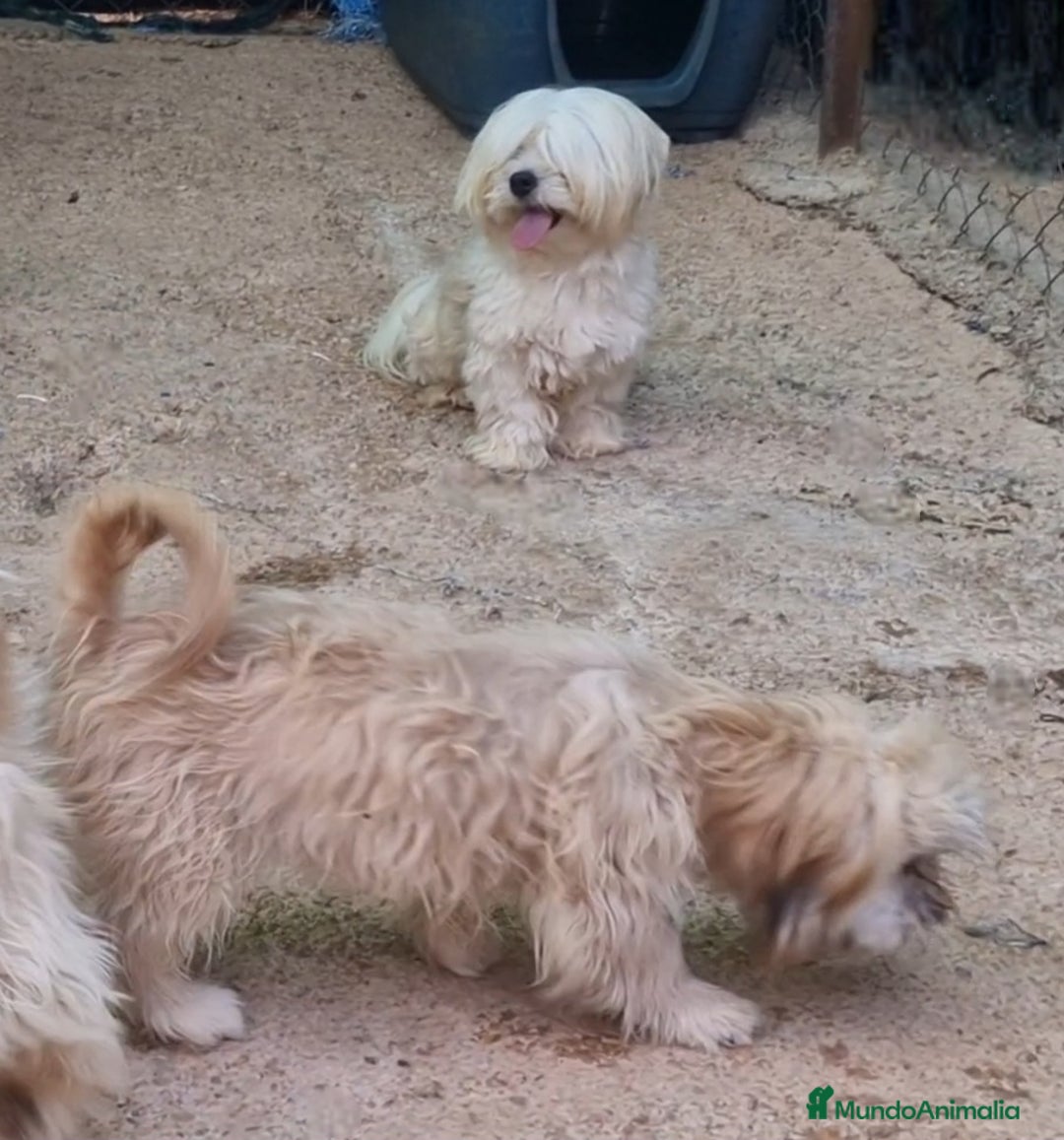 Bichón Habanero perros en venta: Hembra bichon habanero adopción  - Imagen 6