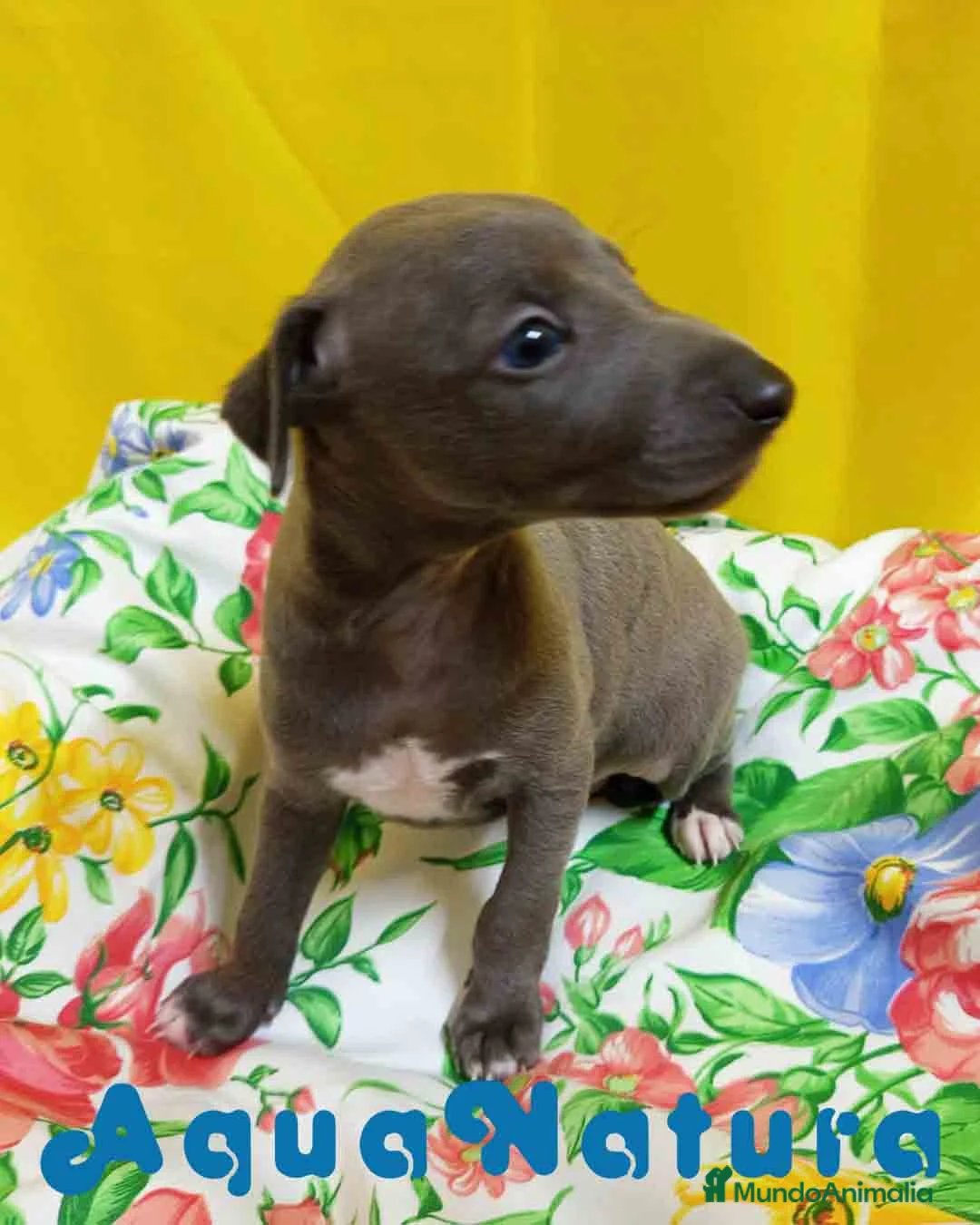 Pequeño Lebrel Italiano perros en venta: Lebrel Italiano Macho 1751 AQUANATURA - Anuncio 4