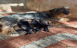 Teckel Miniatura perros en venta: Teckel mini de pelo duro  - Imagen 6