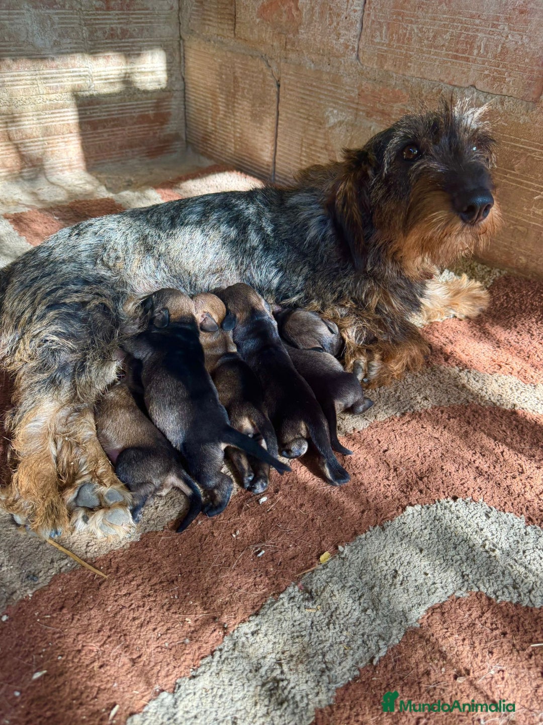 Teckel Miniatura perros en venta: Teckel mini de pelo duro  - Imagen 6