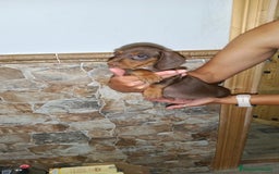 Teckel perros en venta: Teckel macho - Imagen 3