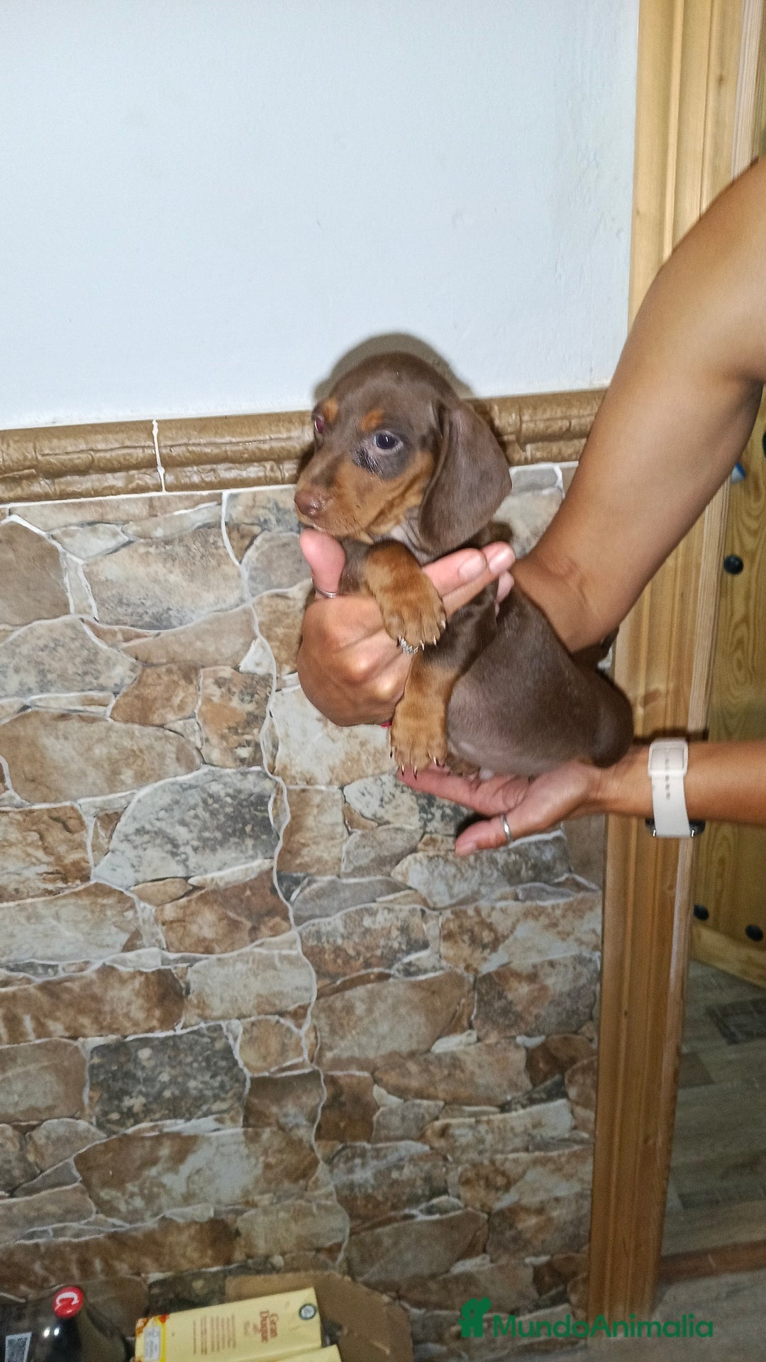 Teckel perros en venta: Teckel macho - Imagen 3