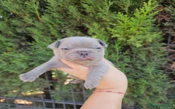 Bulldog Francés perros en venta: Bulldog francés blue y lilac - Imagen 3