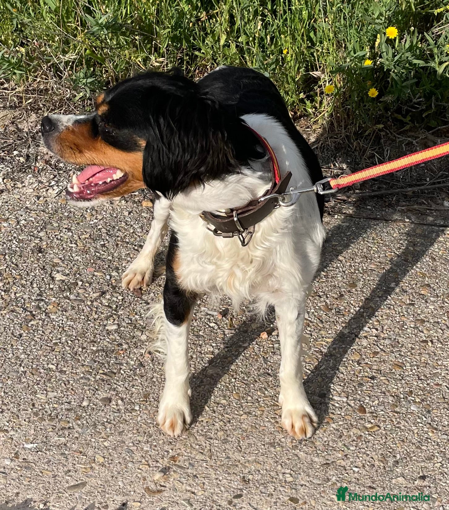 Épagneul Breton perros Epagneul Bretón  - Anuncio 1