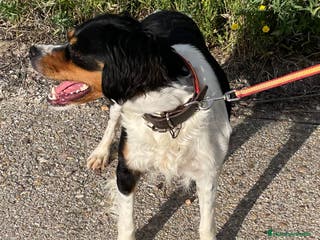 Épagneul Breton perros Epagneul Bretón - Anuncio 1