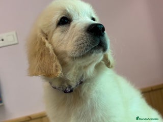 Golden Retriever perros en Sevilla - Anuncio 3