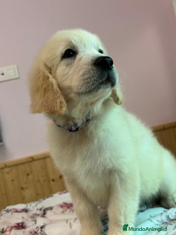 Golden Retriever perros en Sevilla - Anuncio 7