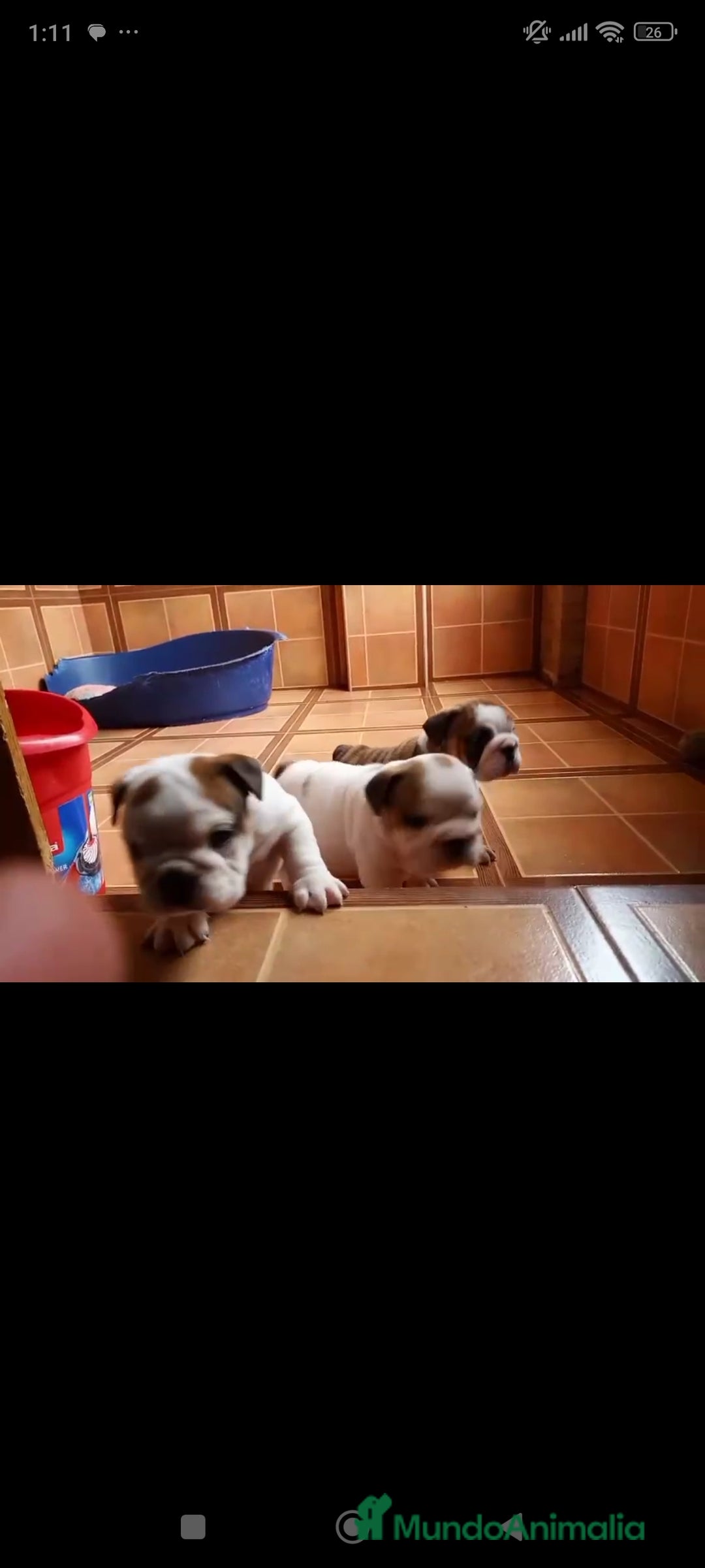 Bulldog Inglés perros en venta: Bulldog ingles  - Anuncio 2