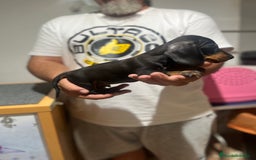 Teckel Miniatura perros en venta: Teckel mini - Imagen 2