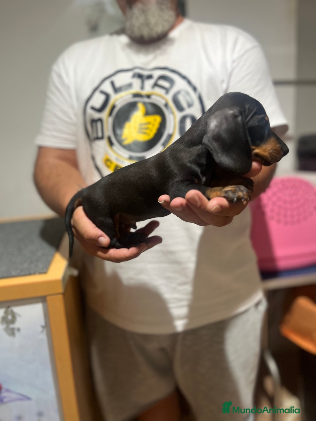 Teckel Miniatura perros en venta: Teckel mini - Imagen 2