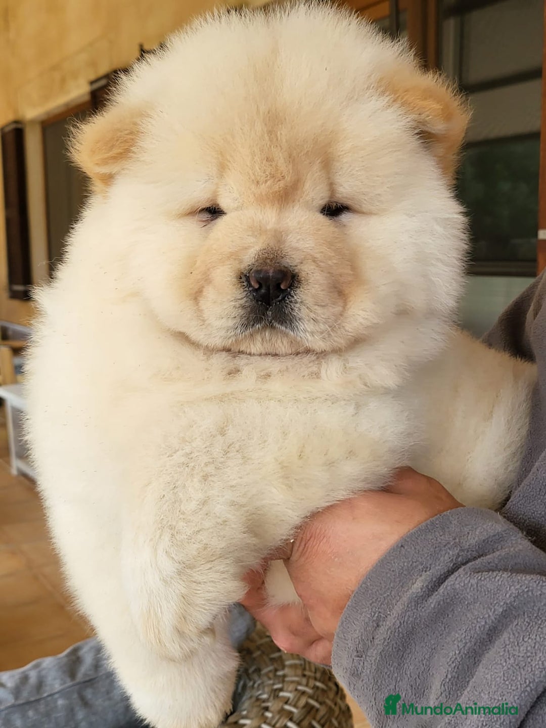 Chow Chow perros en venta: hembras y machos - Anuncio 4