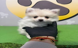 Pomerania perros en venta: BEBE POMERANIA 💙 - Imagen 3