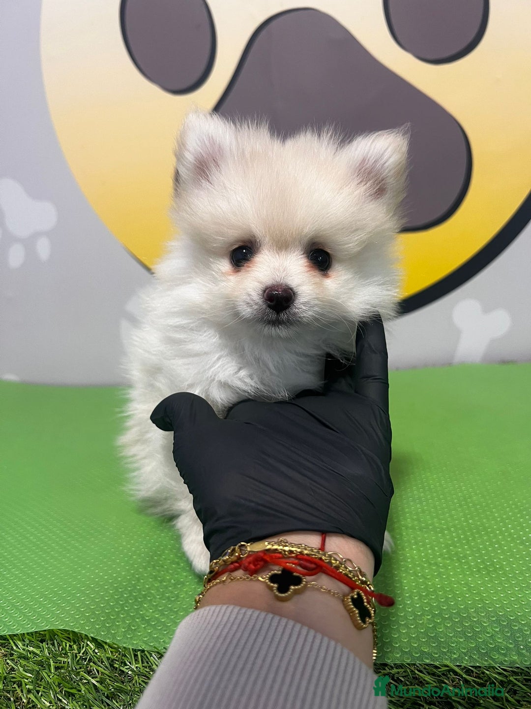 Pomerania perros en venta: BEBE POMERANIA 💙 - Imagen 3