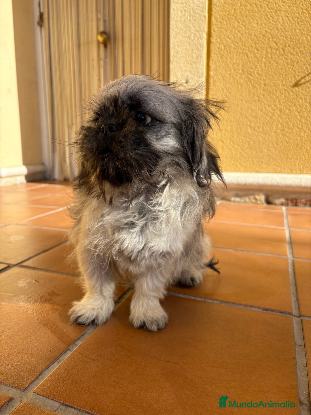 Pekinés perros en venta: Pekines imperial hembra preciosa  - Anuncio 28