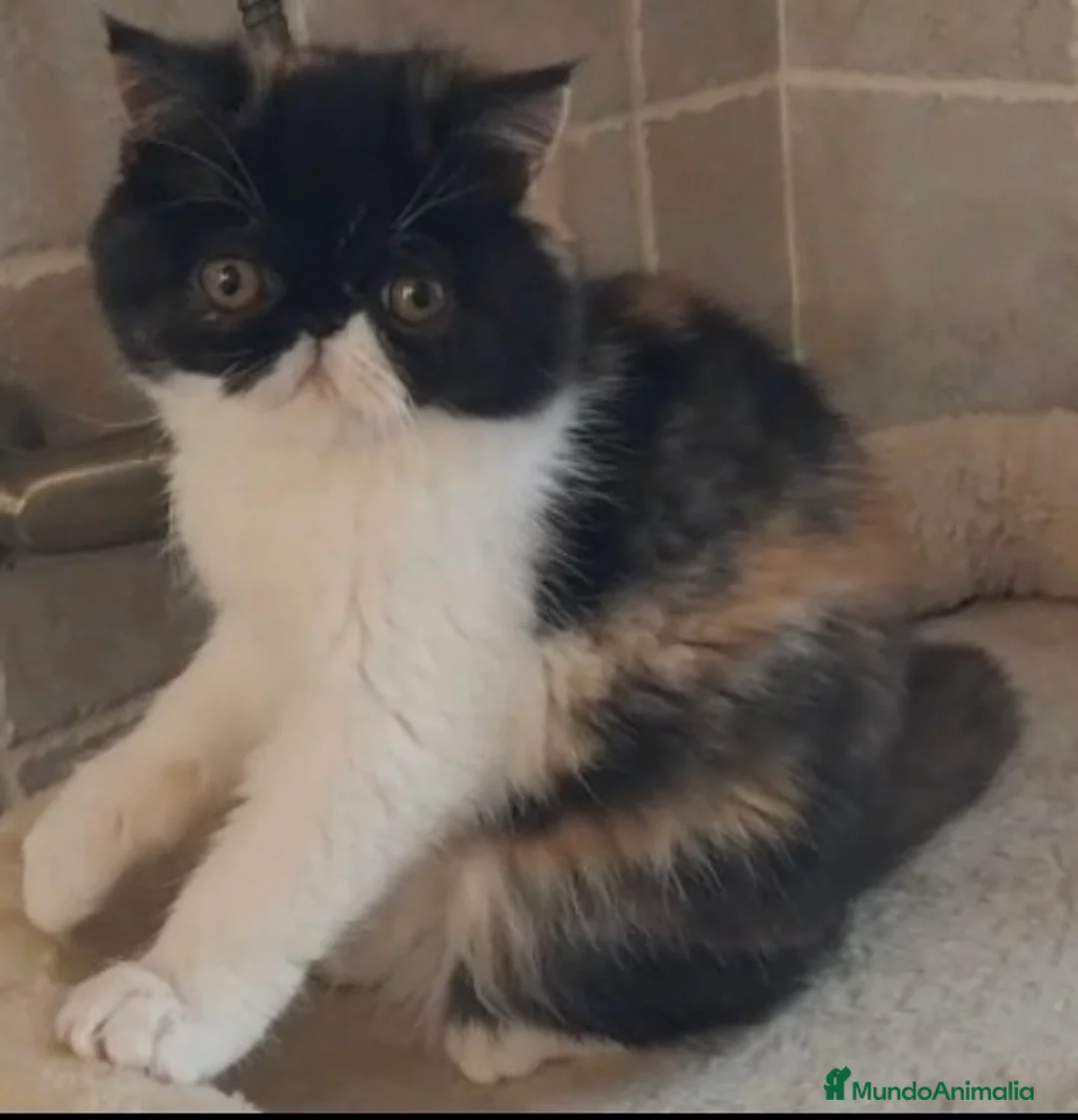 Exótico de Pelo Corto gatos en venta: Gatita Persa Exotica - Anuncio 1