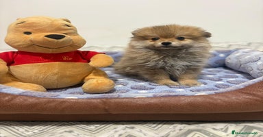 Pomerania perros - Anuncio 5