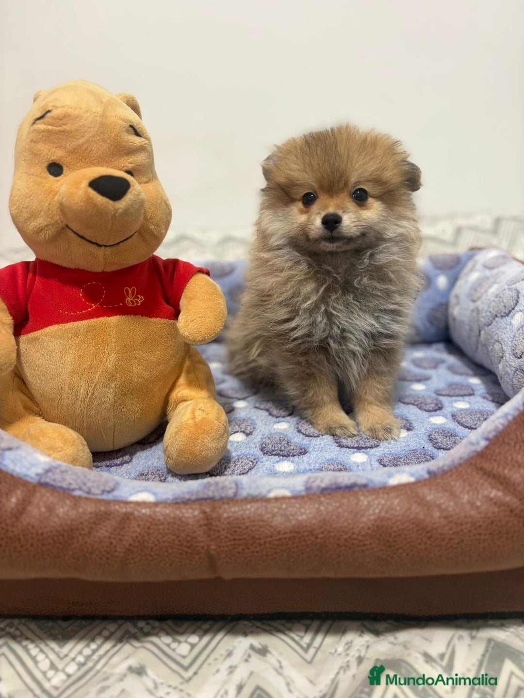 Pomerania perros en venta: Lulu pomerania  - Imagen 2