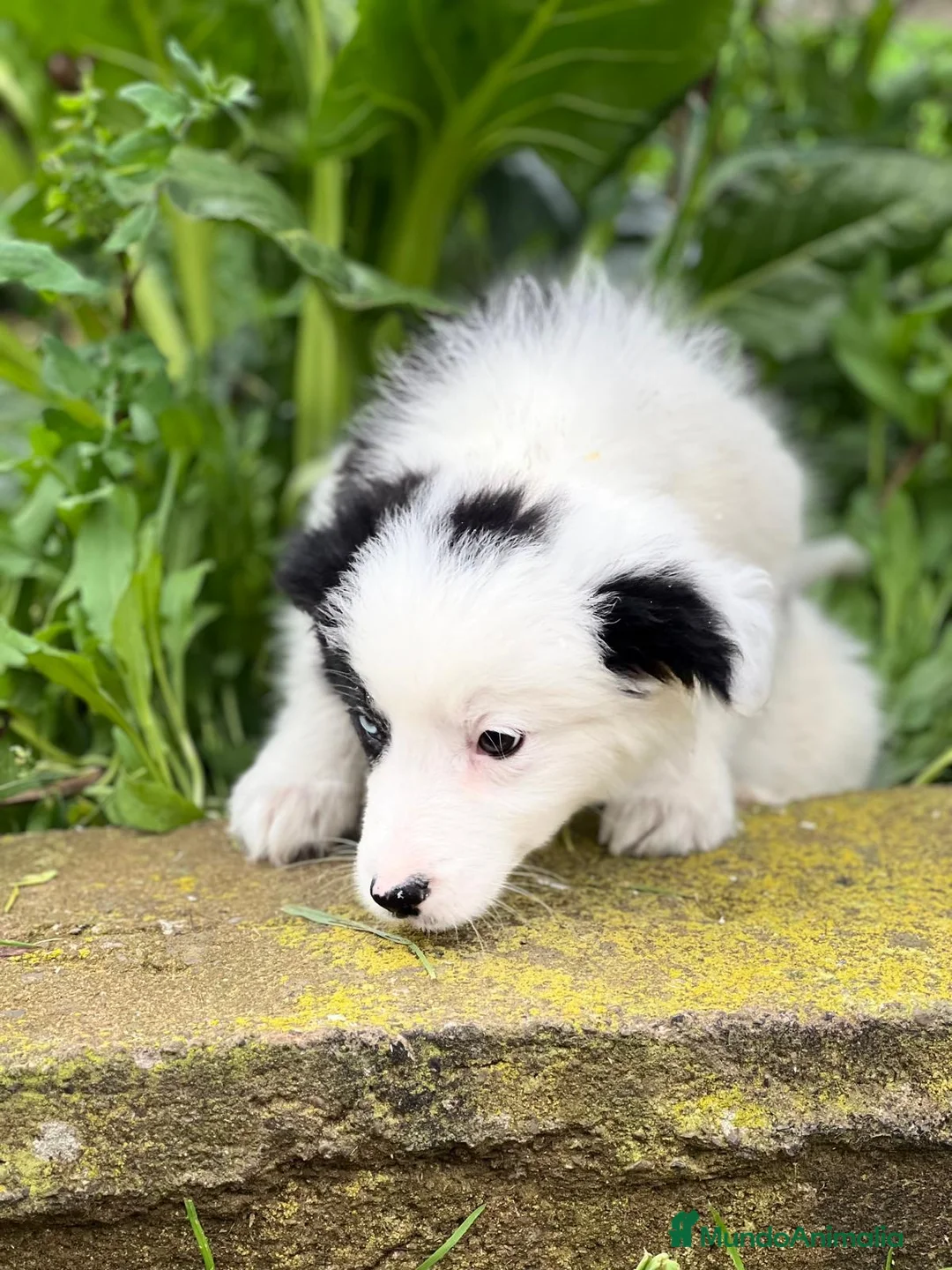 Border Collie perros en venta: Border collie en Barcelona - Anuncio 2