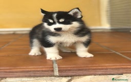 Husky Siberiano perros en venta: cachorros de husky siberiano - Imagen 5