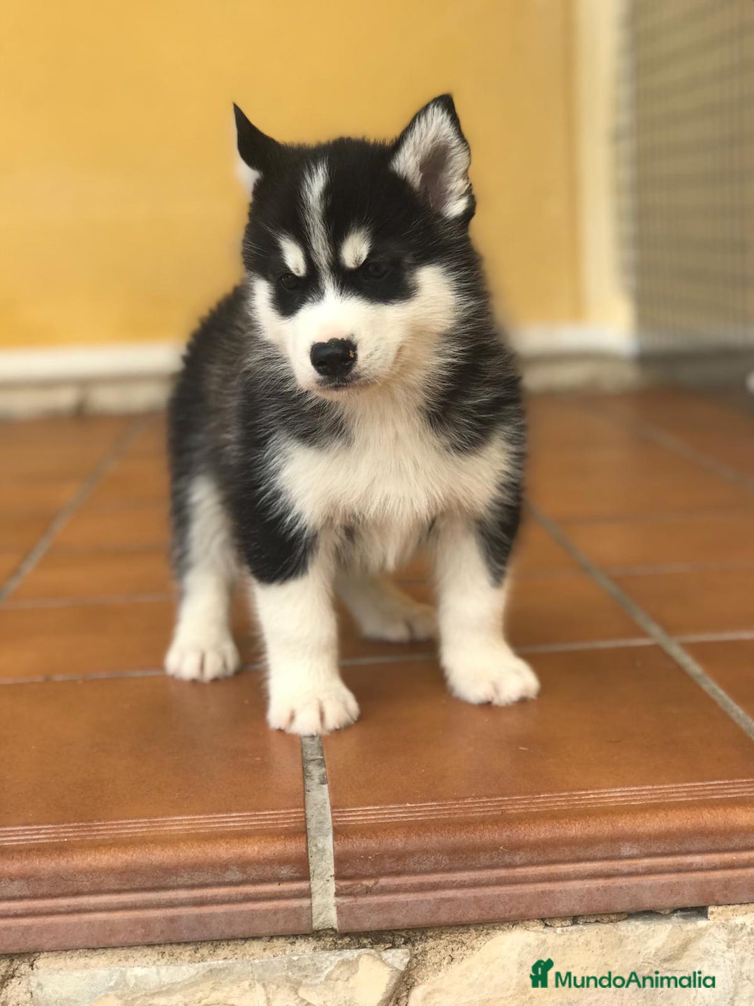 Husky Siberiano perros en venta: cachorros de husky siberiano - Imagen 5
