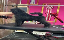 Caniche Gigante perros en venta: Caniche gigante  - Imagen 1