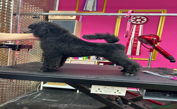 Caniche Gigante perros - Propaganda 1