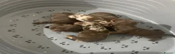 Teckel Miniatura perros en venta: Cachorros Teckel miniatura chocolate y arlequín  - Anuncio 7