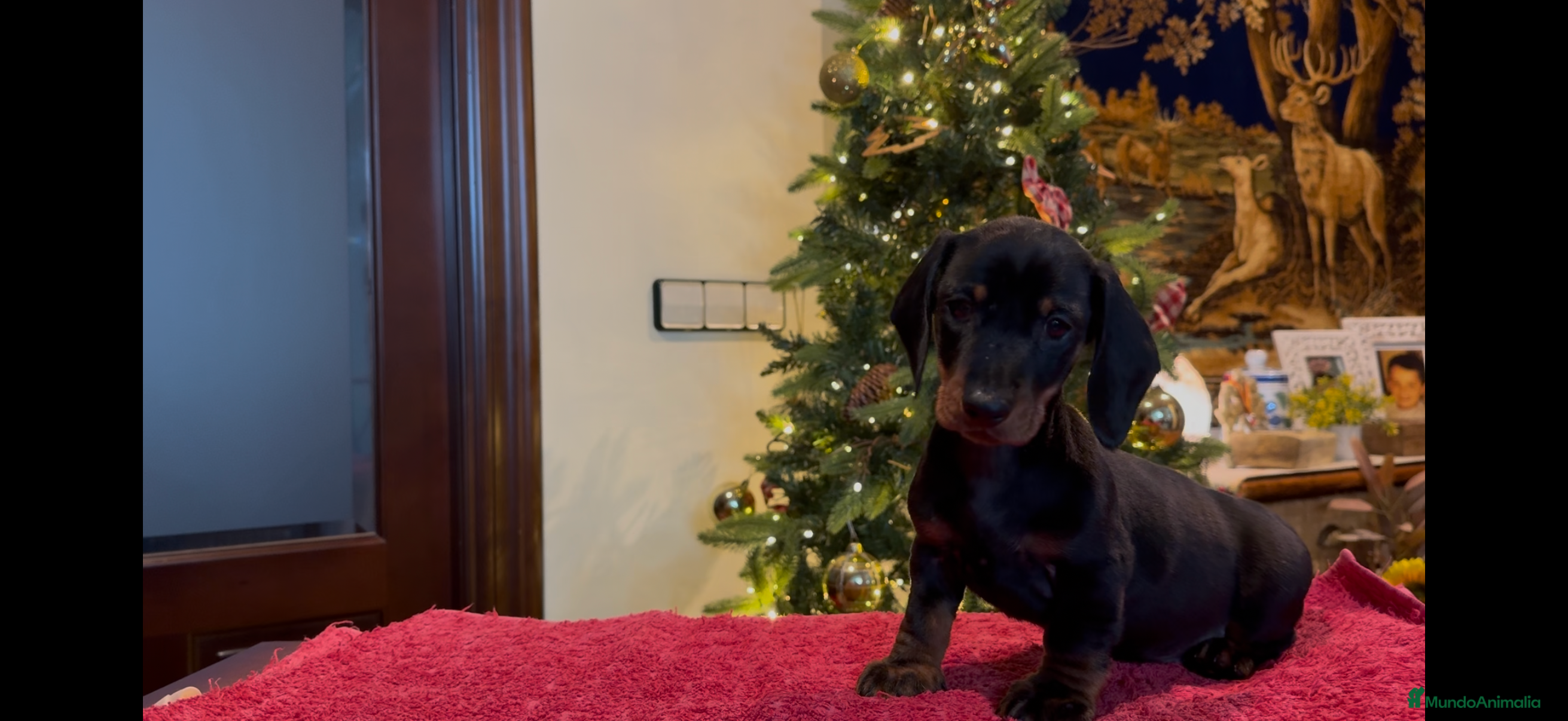 Teckel perros Cachorros teckel standard pelo corto - Anuncio 2