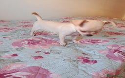 Chihuahua perros en venta: Chihuahua toy en Valencia  - Imagen 4