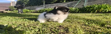 Pomerania Cachorro 2