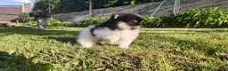 Pomerania perros en venta: Pomerania super toy - Anuncio 12