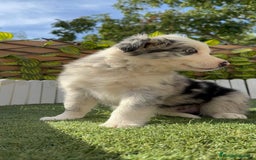 Border Collie perros en venta: BORDER COLLIE HEMBRA MERLE - Imagen 10