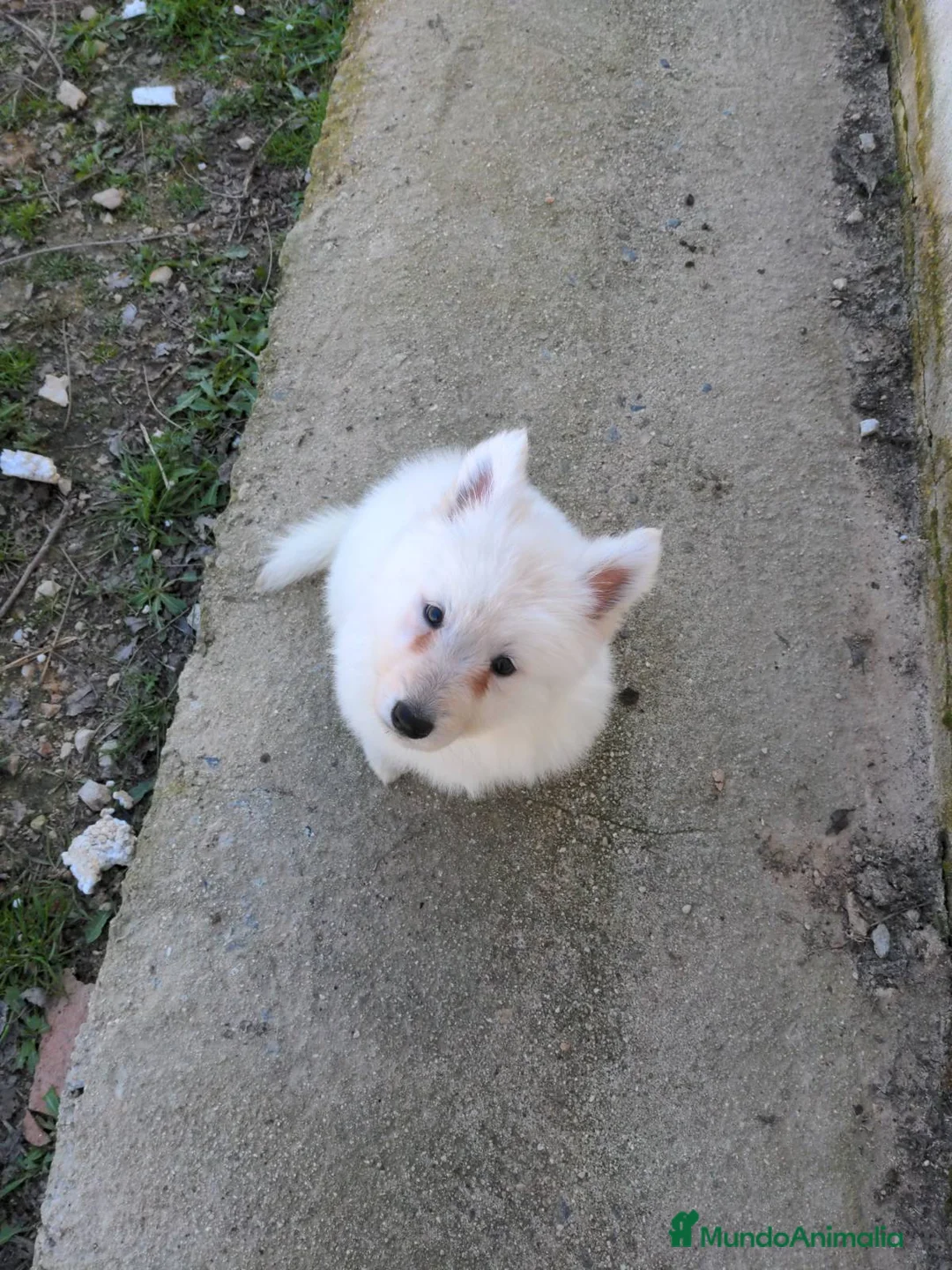 Pastor Blanco Suizo perros en venta: Preciosa hembra de pastor suizo - Anuncio 5