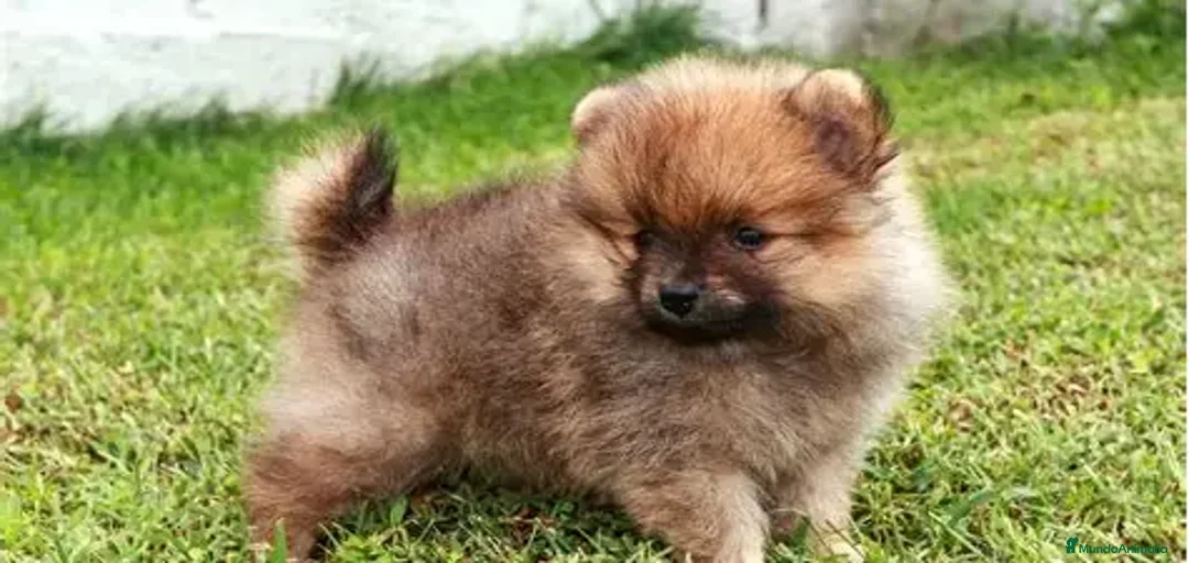 Imagen de galería {{count}}