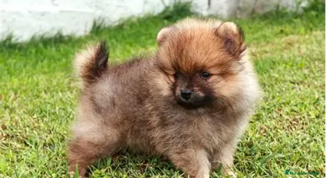 Imagen de galería {{count}}